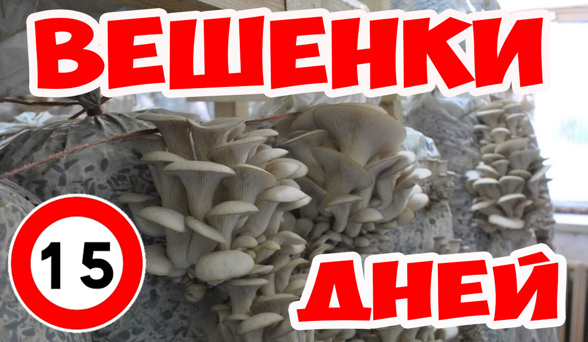 Супер способ выращивания грибов вешенки мицелий с ранней весны до глубокой осени #vsvogorod 

Всем привет! Сегодня поговорим как на своем даче вырастить грибы ,вкусные вешенки.

Да, да прямо на своем загородном участке. Эта идея у меня возникла в связи с ситуацией в мире и в нашей стране, когда все сидят в самоизоляции, а сроки ее все продлевают и продлевают и конечно же нет возможностей весной сходить в лес набрать лесных грибов, пожарить ее с картошечкой или просто засолить особенно для тех кто любит грибы.

Лично наша семья очень любит жаренную картошку с грибами, но сейчас в лес не пойдешь , да и собрать съедобные грибы это целое искусство раньше пойдешь в лес , еще нет грибов, чуть опоздаешь и они уже червивые, да и разбираться надо хорошо в грибах чтобы не съесть какую-нибудь поганку . да и экология не позволяет нам собирать грибы рядом с дорогами , так как грибы хорошо накапливают в себе все токсичные вещества которые вредны нашему организму.

Грибы конечно продаются в любых супермаркетах, но почему бы не вырастить грибы прямо у себя в огороде, тем более что это делать очень просто без особых затрат по времени и уходу и об этом я вам сейчас расскажу. Все очень просто . Вчера в интернете на сайте авито я нашел объявление о продаже отработанных грибных блоков по цене 120 рублей за мешок , созвонился и ребята мне сами привезли 5 мешков.

Дело в том что те кто занимается на продажу выращиванием грибов продают такие мешки очень дешево как удобрение. Обычно с таких мешков они собирают в коммерческих целях первые 2-3 волны грибов, далее и просто не выгодно дальше тратить время на сбор урожая с таких мешков и они их продают как удобрение из них делают биогумус , еще их используют для мульчирования на грядках и даже для корма домашнего скота , ну и конечно их еще можно повторно использовать для выращивания грибов конечно не в огромных количествах, но с каждого такого мешка можно собрать примерно еще 5-7 кг грибов и это очень здорово.

Теперь расскажу где поставить эти мешки и как их поливать чтобы собрать свой грибной урожай. Рекомендуется для хорошего урожая мешки ставить где-то в тенечке для того чтобы на них не попадало прямых солнечных лучей и мешки были все время влажные. это идеальная среда для грибов .

Так как у нас сейчас ранняя весна и температура ночью бывает минусовой то лучше всего мешки поставить в теплицу , там и солнце прогревает днем и ночью не бывает минусовой температуры и прекрасная влажность . Для эксперимента поставил мешки ближе к более теневой стороне теплице на пол .

ПЕРВЫЕ 15 ДНЕЙ ничего делать с ними вообще не нужно , так как мешки уже влажные , а вот потом просто по мере необходимости их нужно опрыскивать снаружи . Через 15 дней должен появиться первый урожай в конце апреля и эти мешки еще могут давать урожай до глубокой осени на протяжении 6 месяцев , ну а далее содержимое мешков будем использовать и как мульчу для растений и гумус , и кто его знает может заведем пару гусей или уток чтобы кормить их это отличной подкормкой для домашних животных.

Скоро запишем еще одно видео на эту тему

