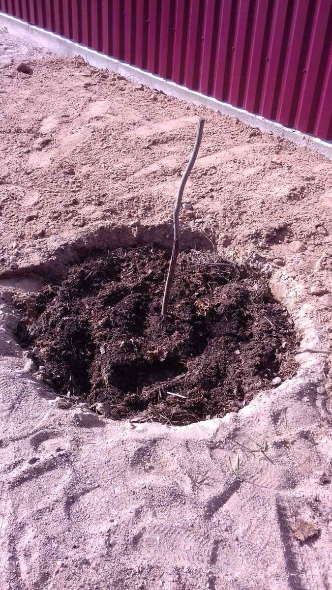 Молодой саженец