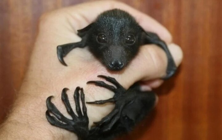 Немного пугает, правда?) 