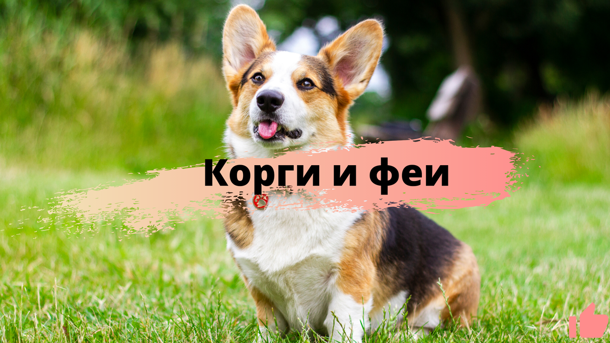 Корги Шувалова