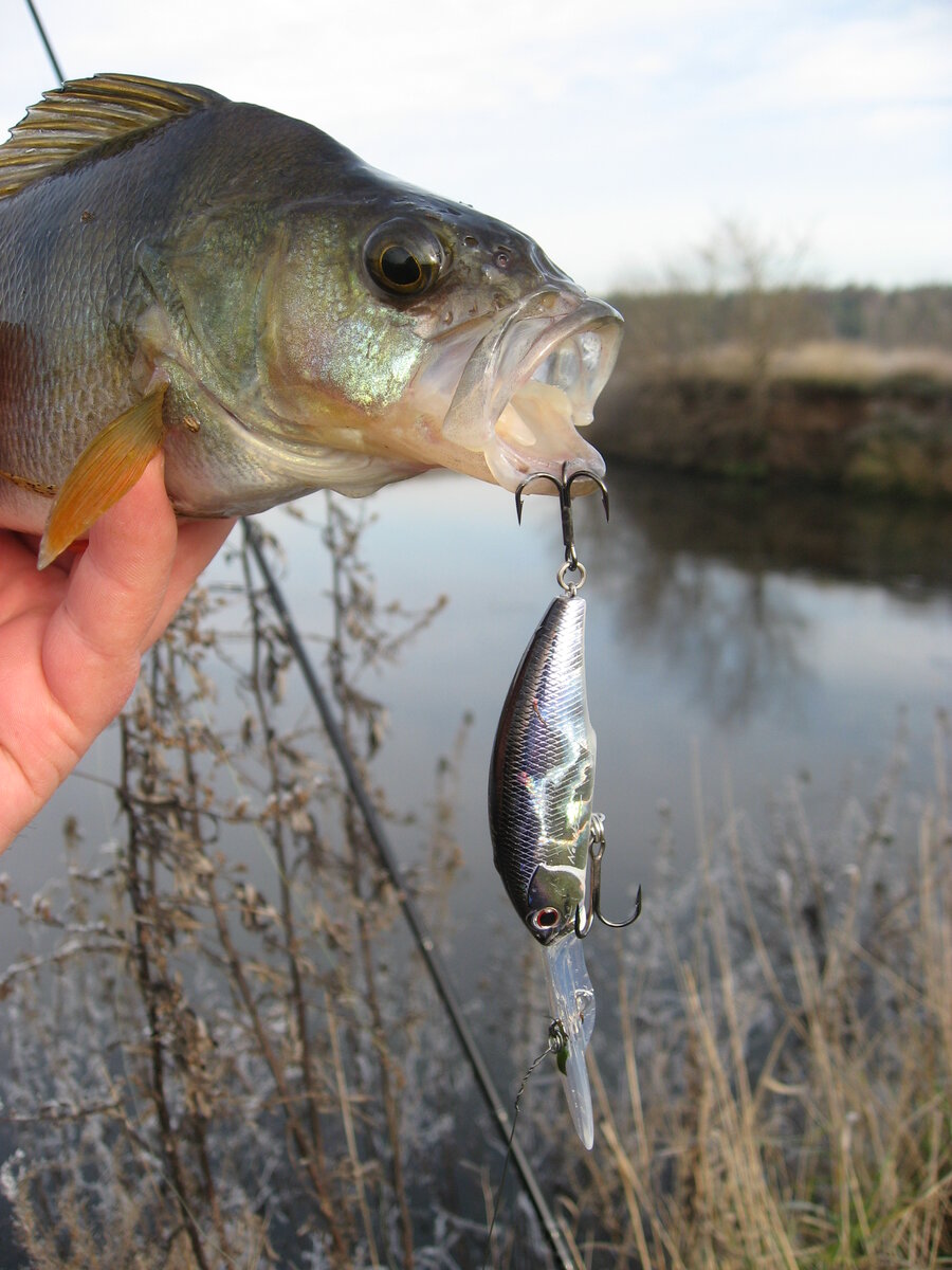 Окунь 2012 года, пойманный на OSP Power Dunk. А на заднем плане предсерийный GAD Chaser!
