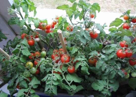 Выращиваем помидоры на балконе: секреты урожайности без садового участка