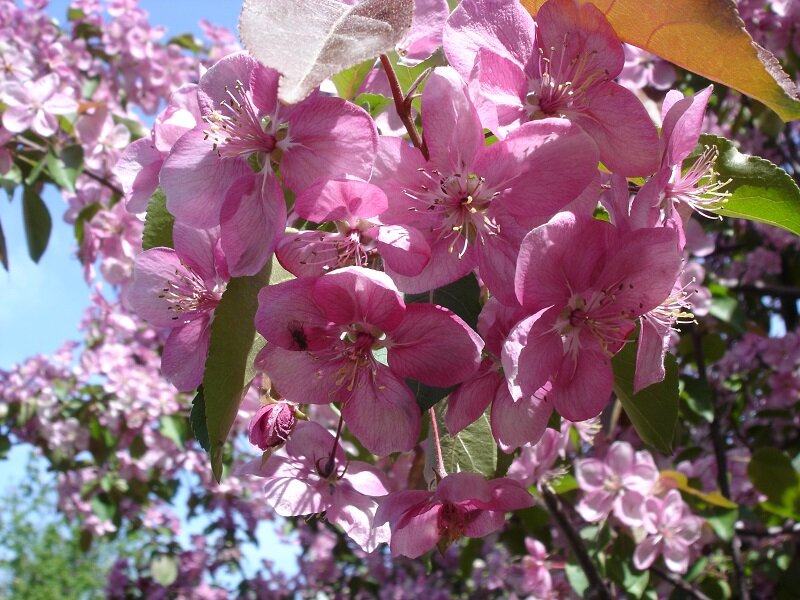 Яблоня Недзведского (Malus niedzwetzkyana)