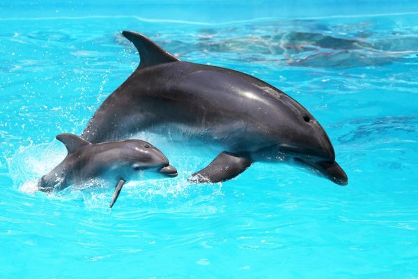 https://st.depositphotos.com/1016729/2795/i/950/depositphotos_27957957-stock-photo-dolphin-with-a-baby-floating.jpg