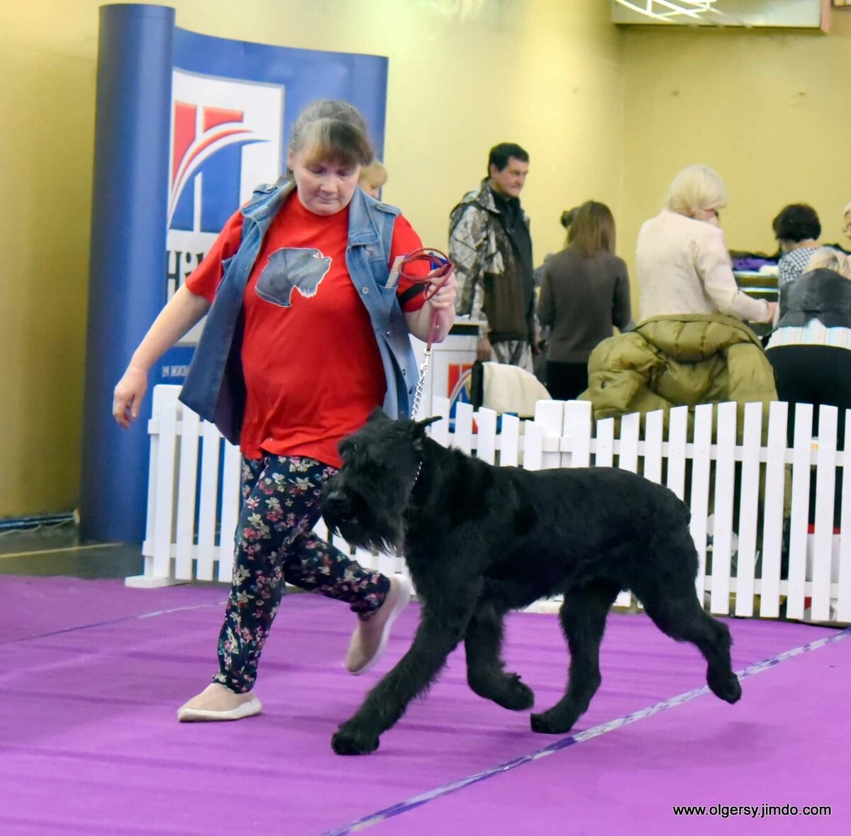 Купированный ризен. Ветеран. Такие мне нравятся больше