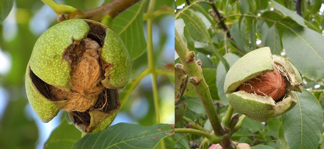 Грецкий орех 