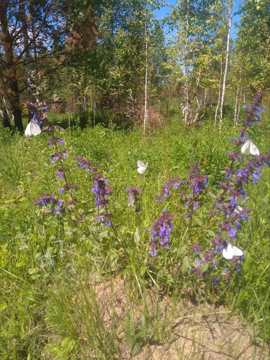 Красота природы