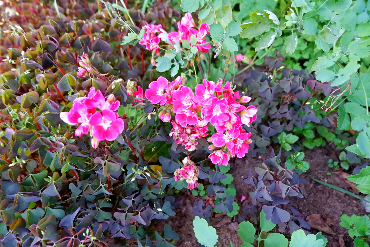 Фото цветов на нашей даче. Ну не навоз же постить)