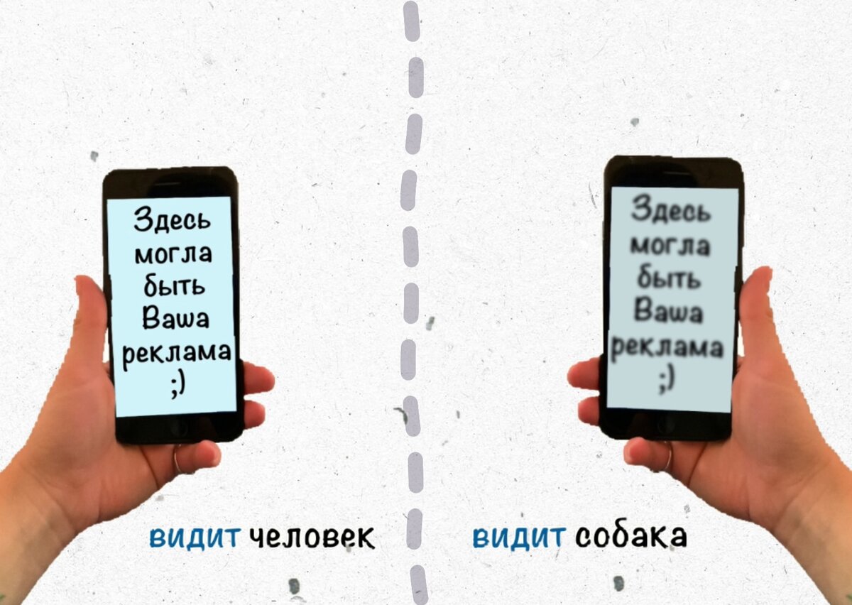 Как собаки различают цвета? | Человек-поводырь | Дзен