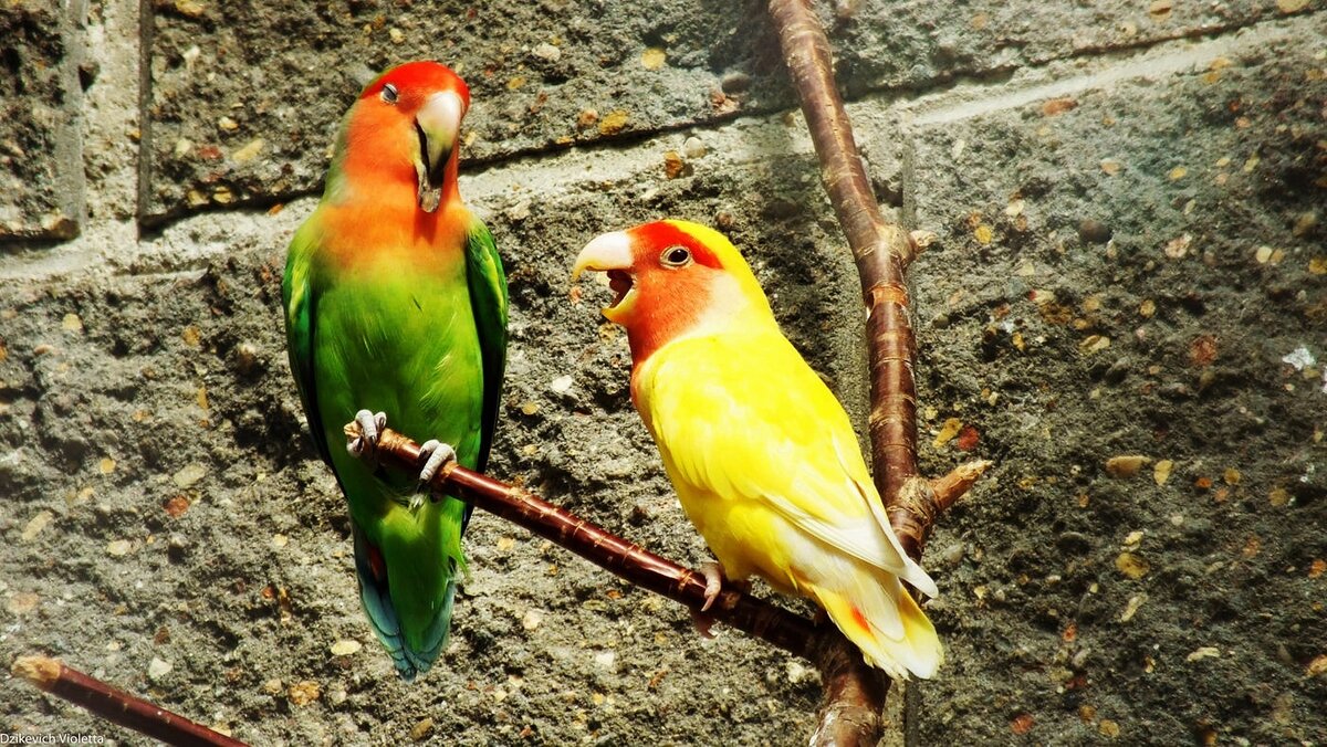 Здравствуй! Сегодня я хотела бы поговорить о разных породах домашних птиц - попугайчиков.
У каждого существа свой нрав, характер и взгляды на жизнь.-2