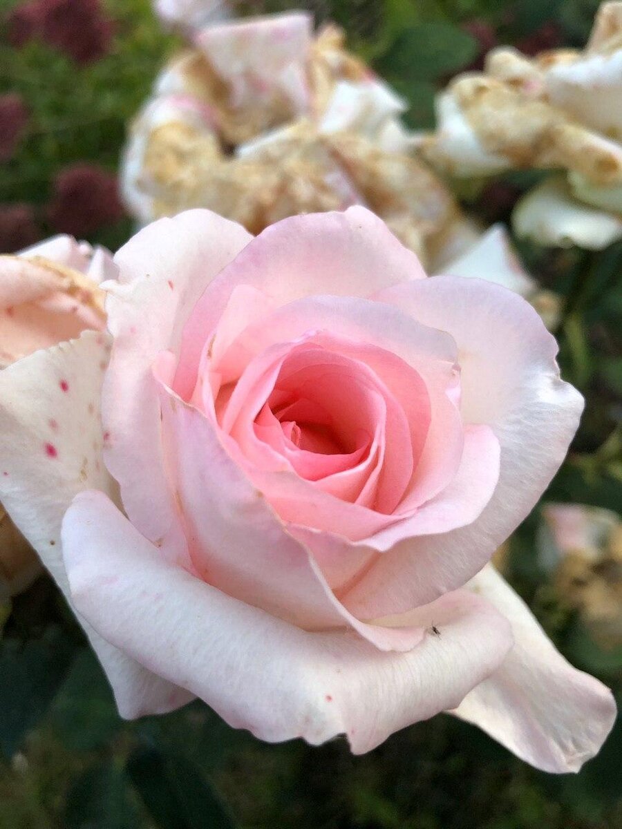 некоторые наши розы