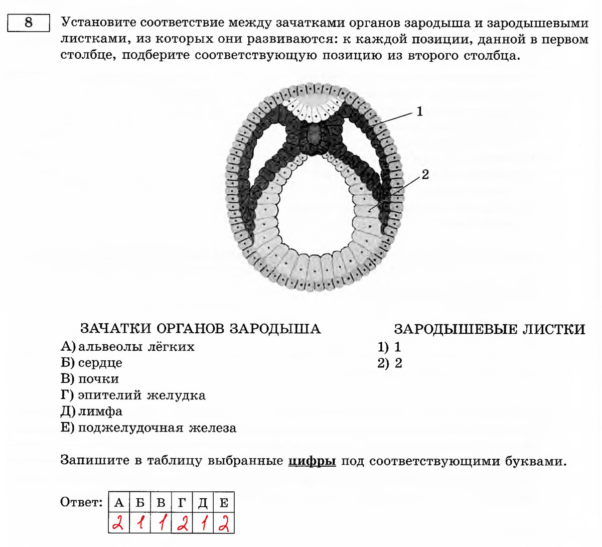 Рисунок эмбриона егэ биология