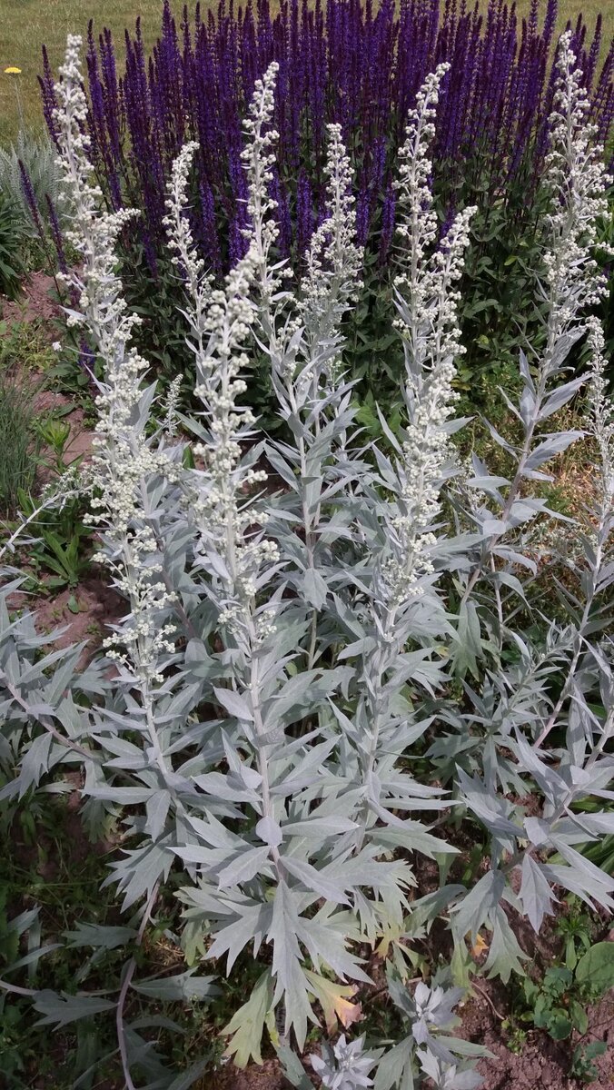 Полынь Людовика (Artemisia ludoviciana)