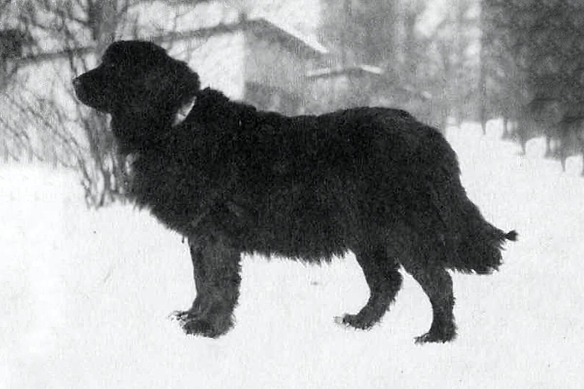 Редкие кадры из архива: водолаз «Ханка» 1951 г. р., Ньюфаундленд / Кавказская овчарка