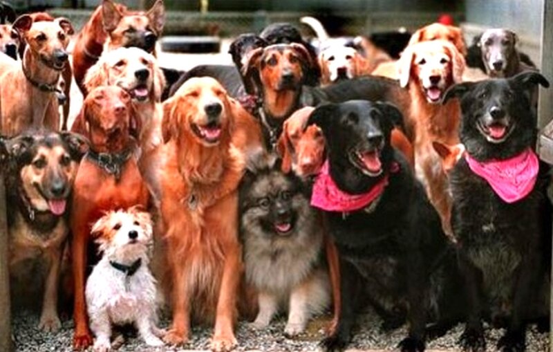 Утро. Минута до открытия мясной лавки