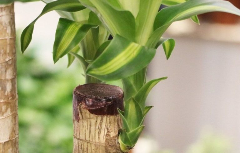 Домашний бамбук – экзотическое лиственно-декоративное растение, которое прекрасно подходит для выращивания в отапливаемых оранжереях и в домашних условиях.-2