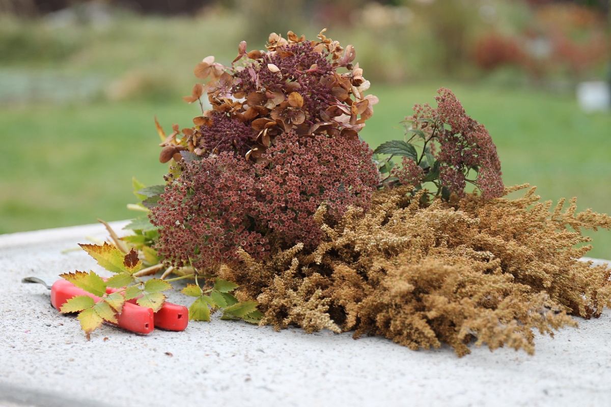 Обрезка сухоцветов. Фото из моего сада