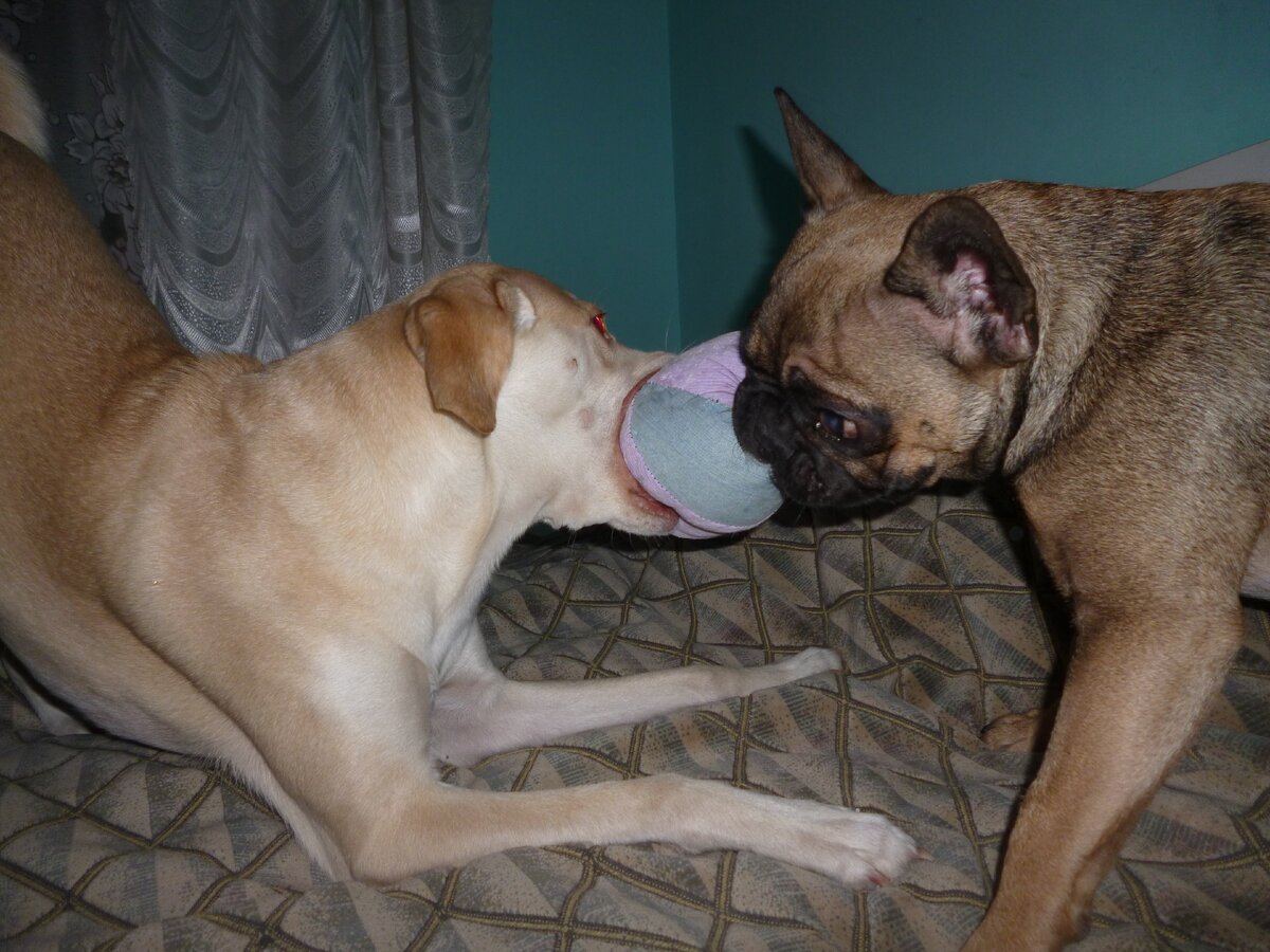 Сшила каждой по мячику, но играть будут непременно одним.