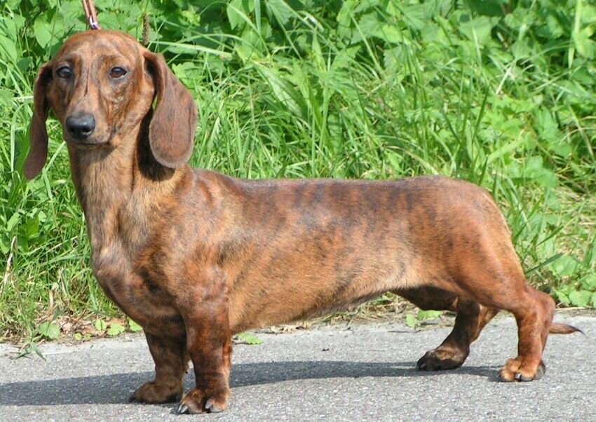 Такса стандартная г/ш