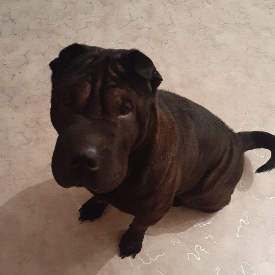 Молли и ее грозный взгляд