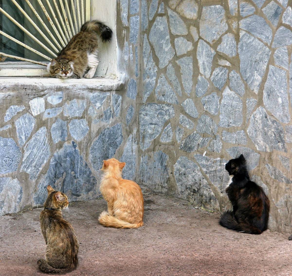 Мартовские котики: подборка чудесных фотографий на тему весны, котов, страсти. Смотри и получай удовольствие!