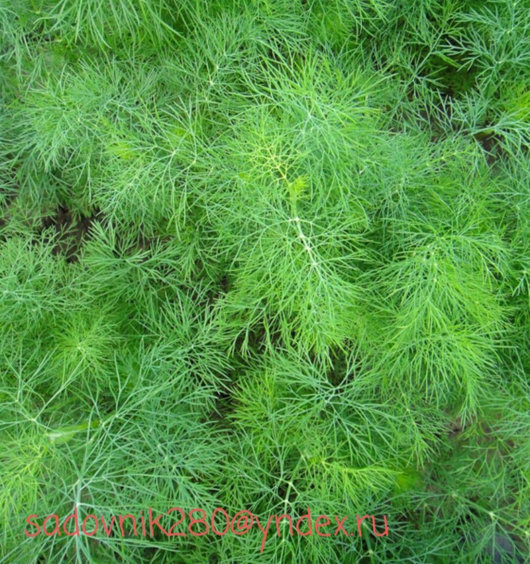 укроп сорт кибрай. укроп изумруд проф семена. укроп гренадер. укроп кудрявец. гавриш укроп иней.