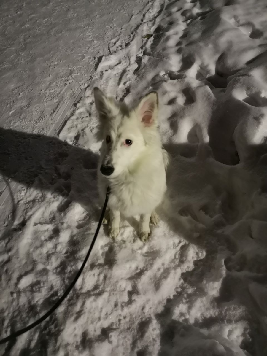 Во время одного из ночных выходов  мне пришлось Юсю уговаривать сделать свои дела минут пятнадцать. Я замерзла и была ооооочень злая...)