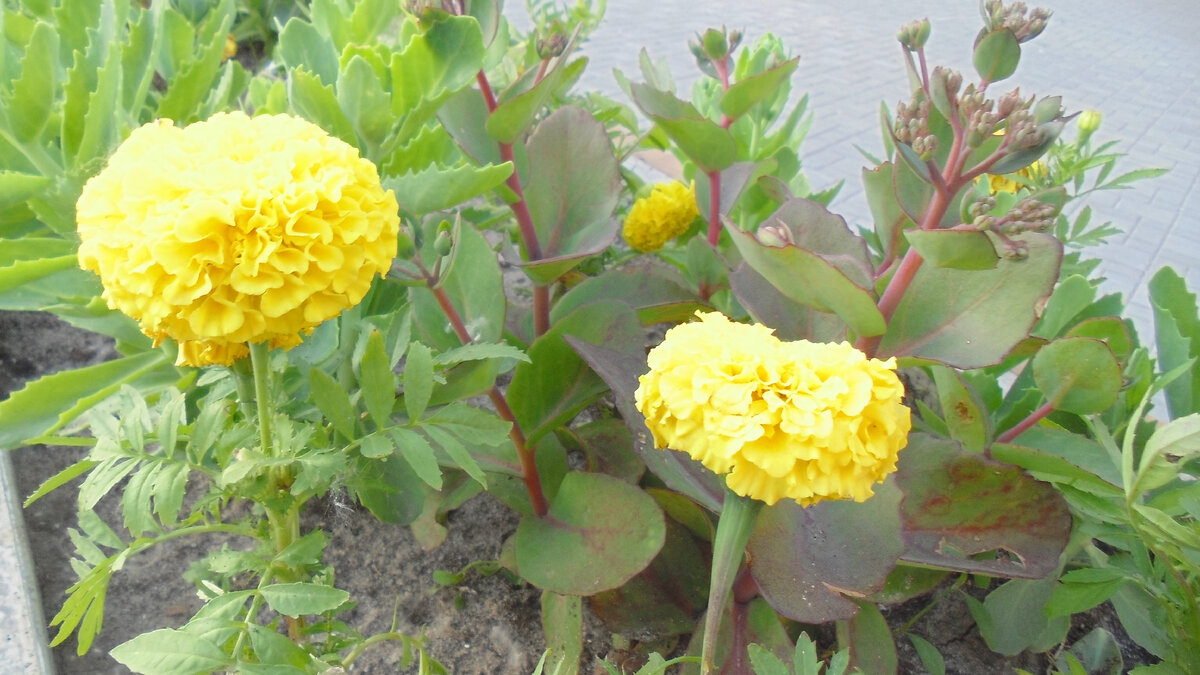 Вы что выбираете? Яркие цветы или листики от них? Что видит ваш взгляд в первую очередь? (фотоиллюстрация автора)