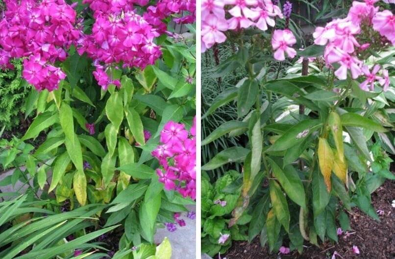 Флокс анкатор джус. Флоксы листья. Флоксы цветы листья. Нематода на флоксах. Флоксы листья.