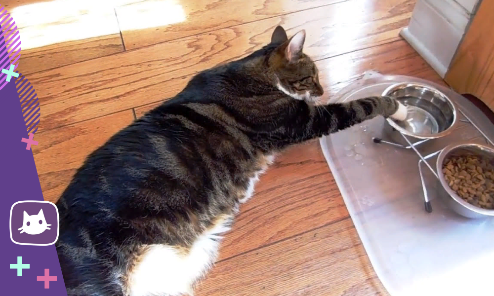 кошка ест лежа. ленивый кот. кот лентяй. кошка ест лежа. кот уснул в миске с едой.