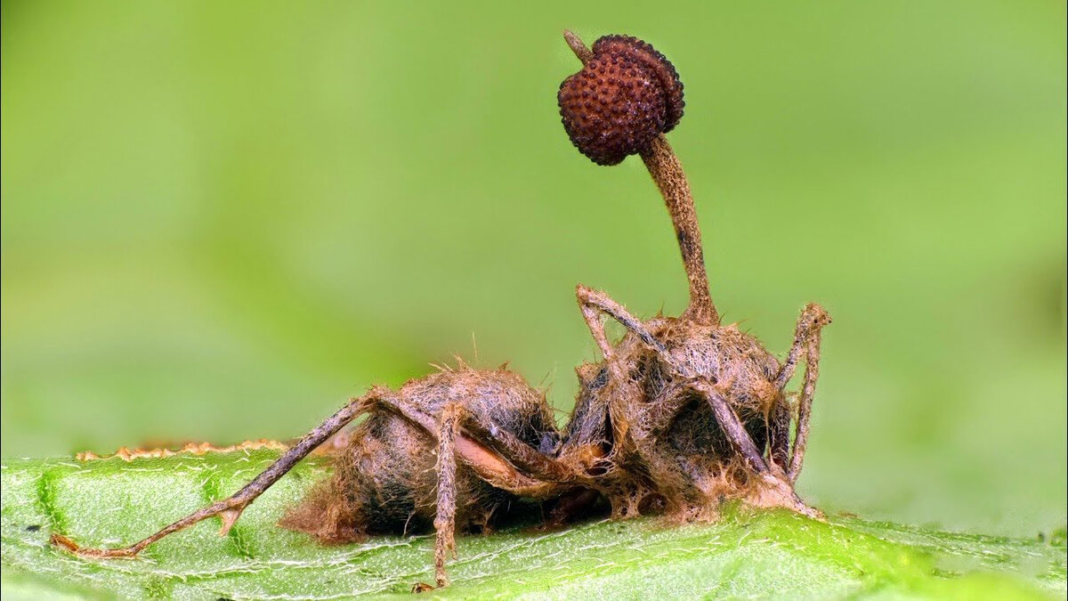 Гриб кордицепс и муравей