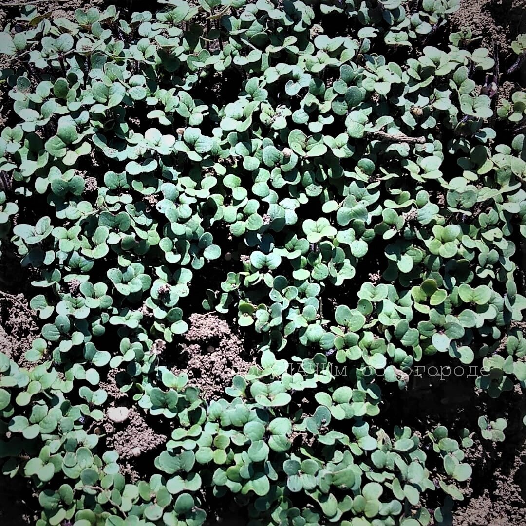 Горчицу скашивают через полтора месяца