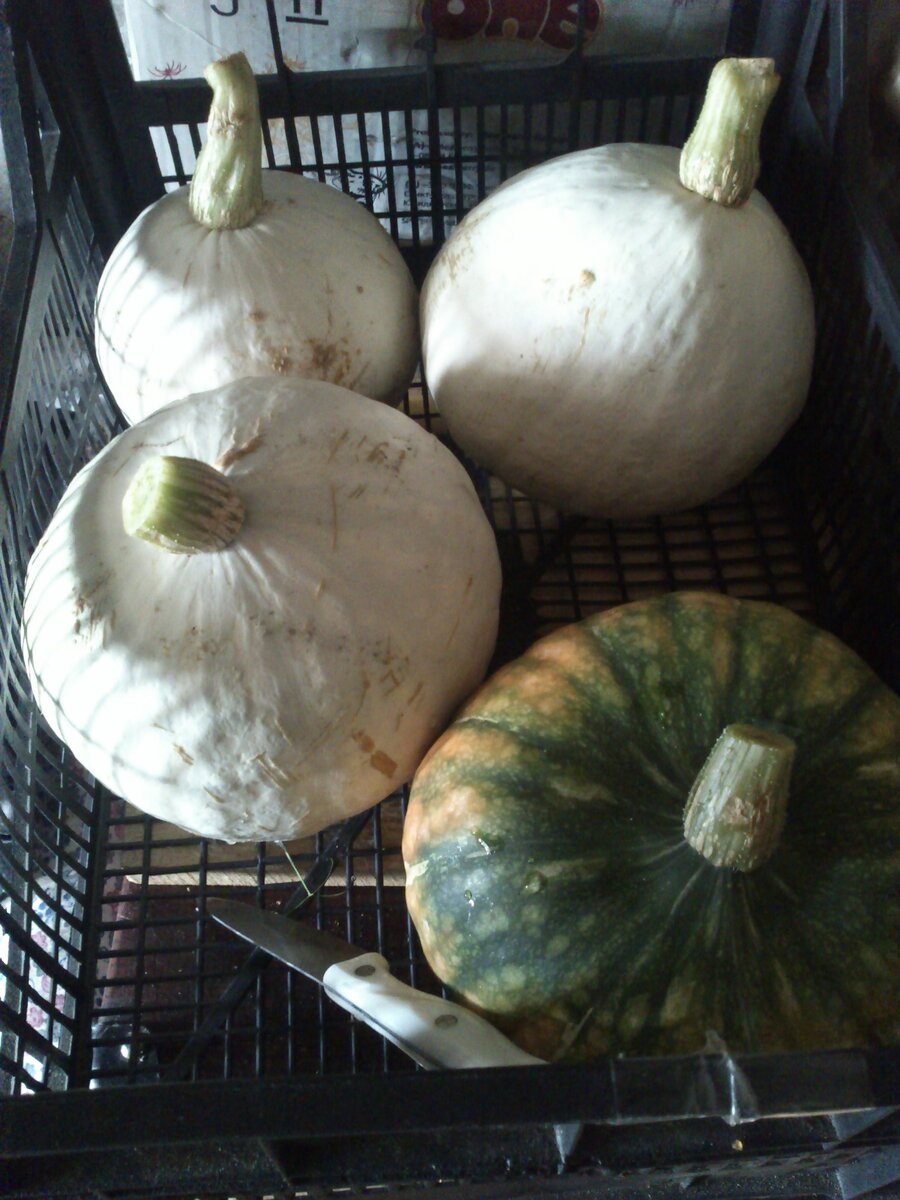 Фото автора СОРТ САХАРНАЯ ТОКИО