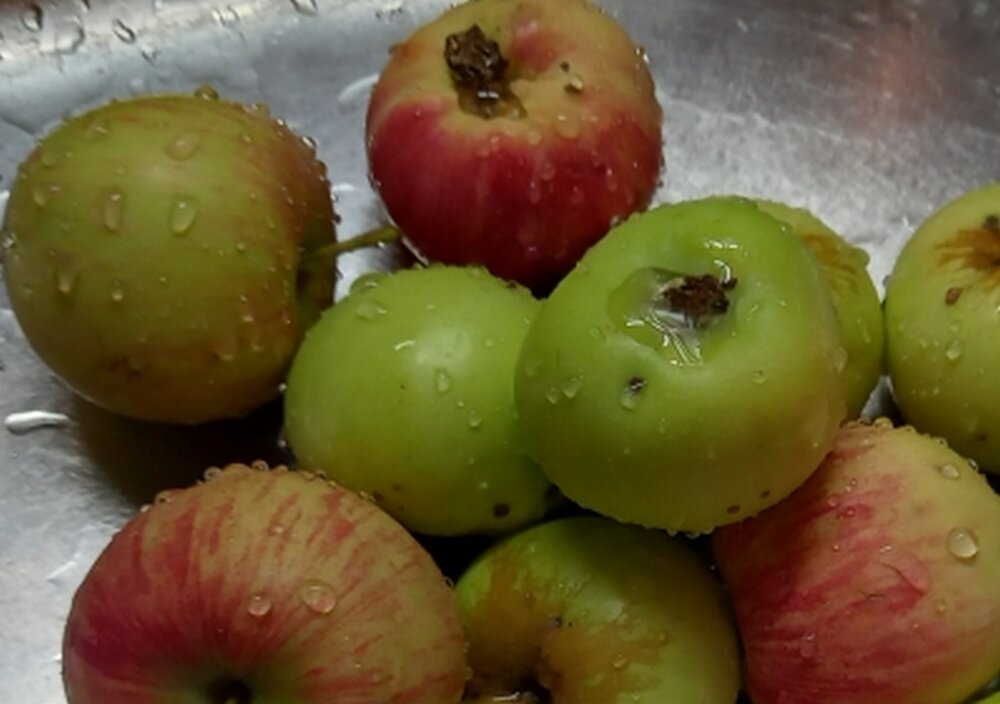 32 яблока. Фото яблока на белом фоне. 32 яблока. Одно яблоко. Яблоко референс.