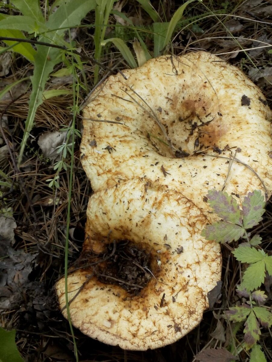 грибы грузди фотографии