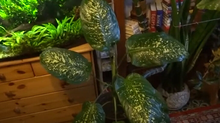 Диффенбахию часто можно встретить на помойке. Будьте осторожны - она ядовита!