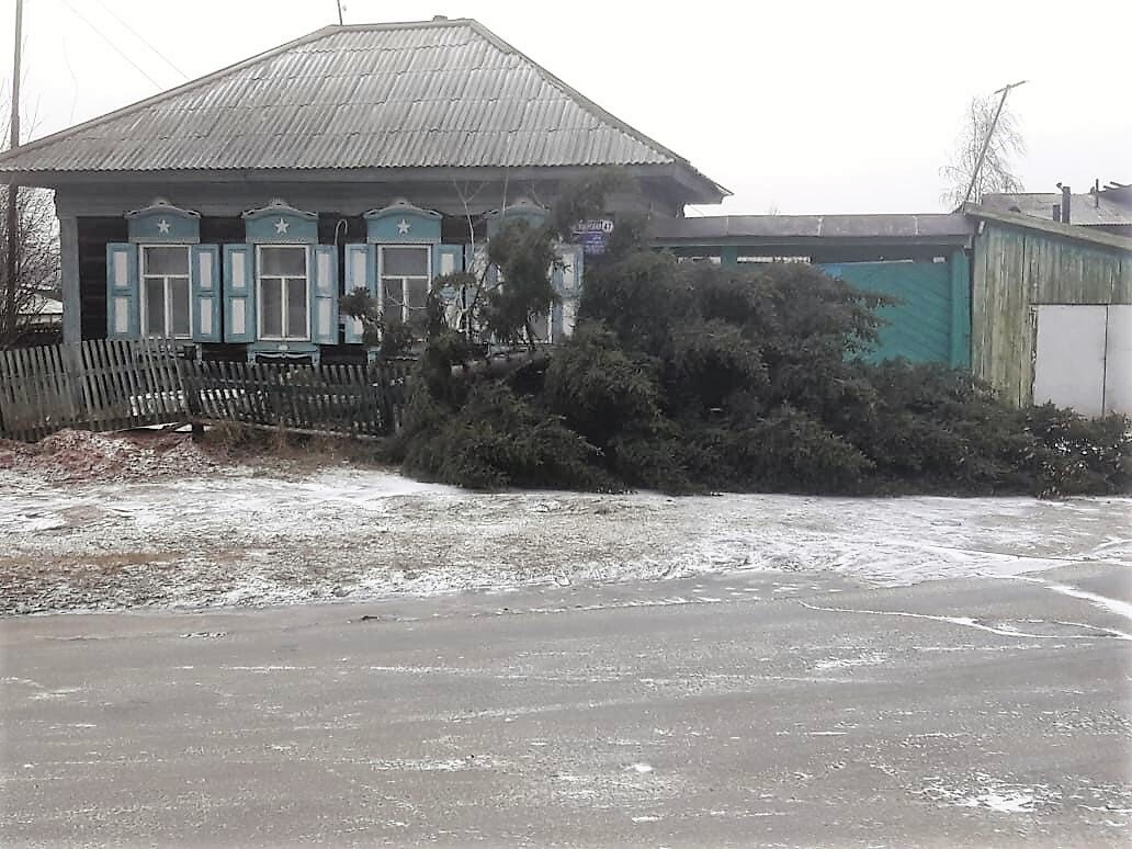 Прошлой зимой недостатка в лапнике не было