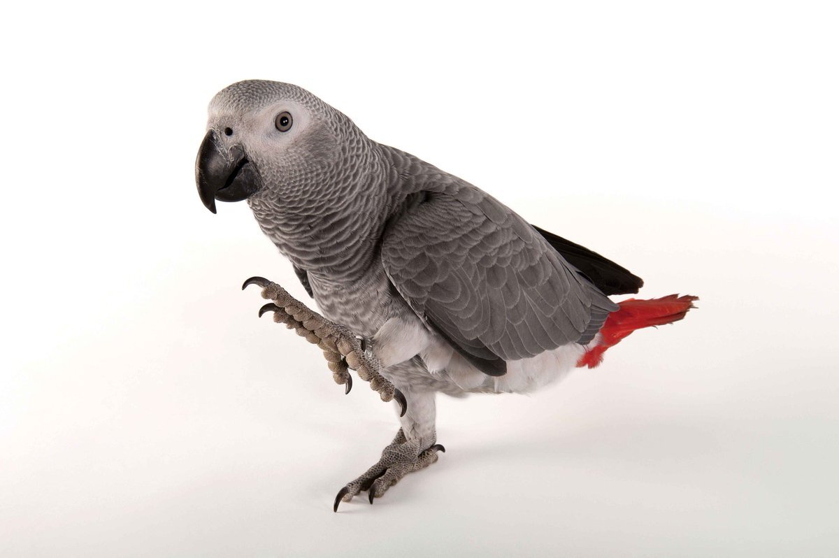 Фото из открытого доступа сети Интернет