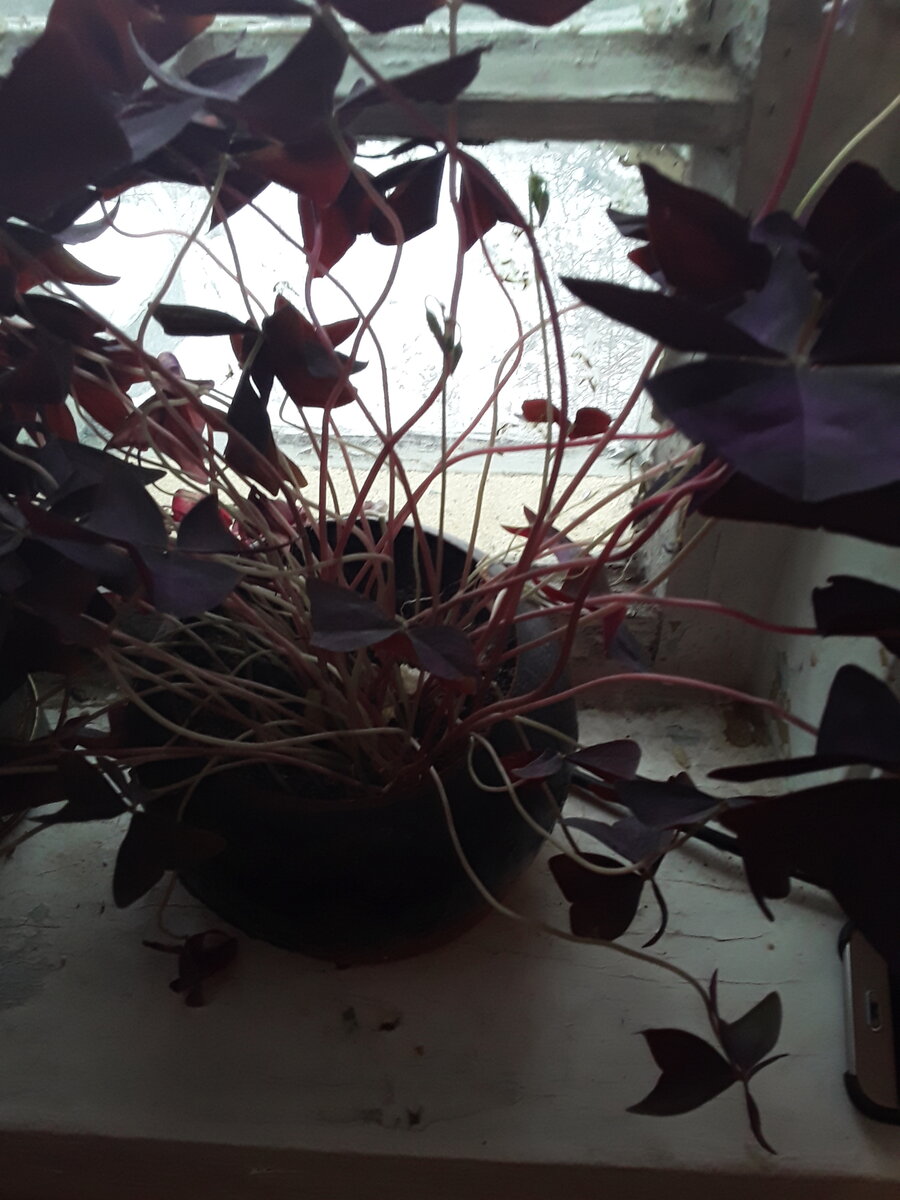 Кислица. Фото автора.