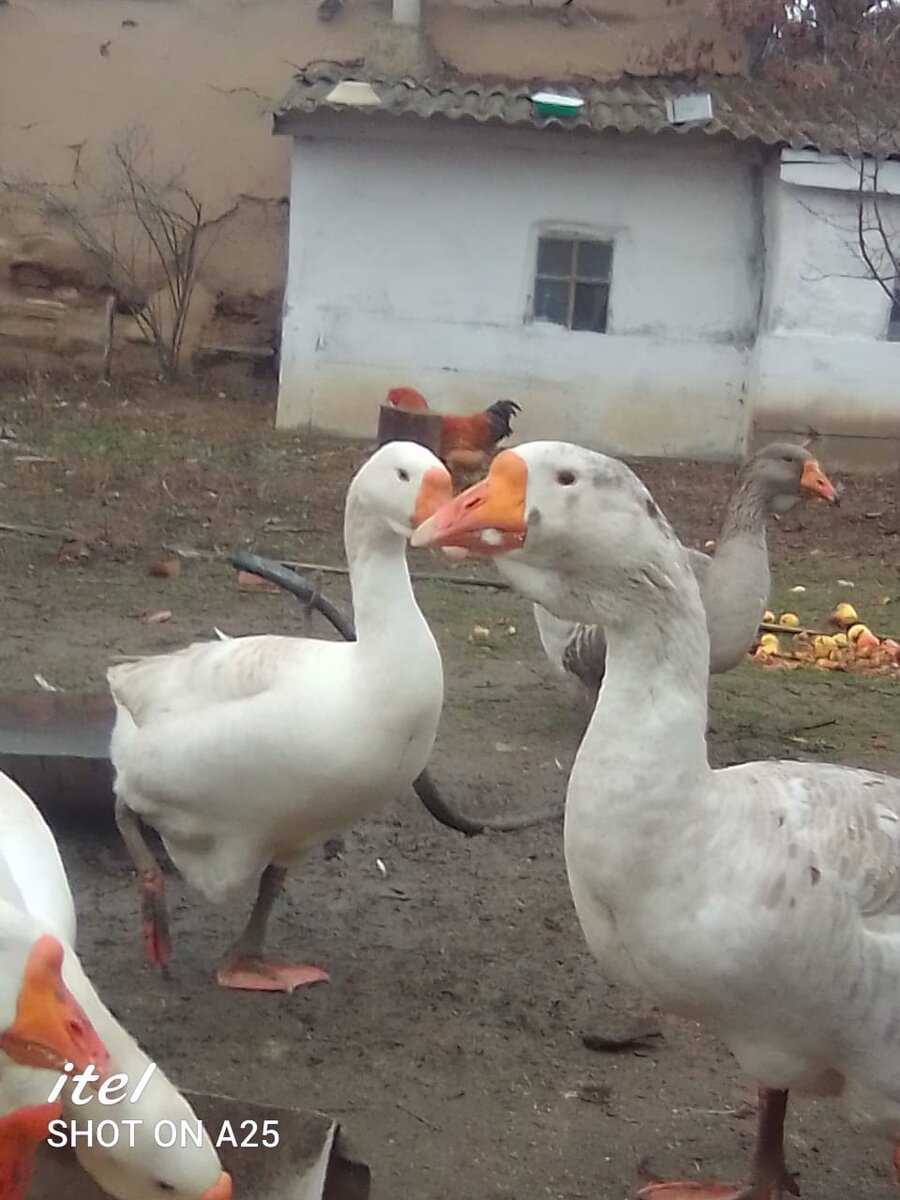 Пегого гусака зовут Жених, ибо все лето и осень водил соседских гусынь. Сейчас переключился на своих от безысходности...