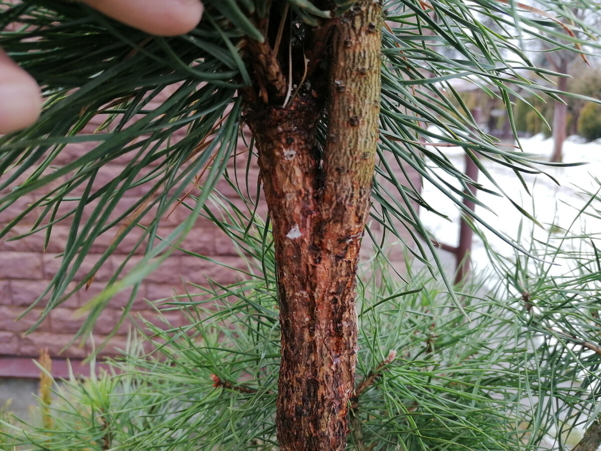 Место прививки кедра на сосну через год после процедуры. Фото автора.