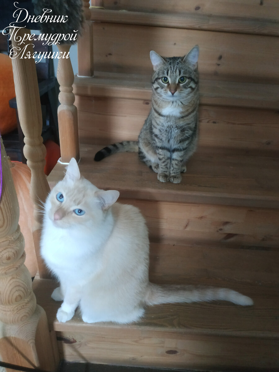 Зефиркин и Мурзилкин. Коты и фото автора