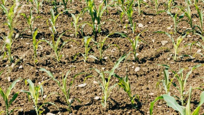 Органические удобрения в том числе помогают в процессе восстановления и улучшения плодородных свойств почвы