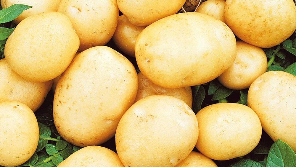 Сорт картофеля прайм характеристика отзывы