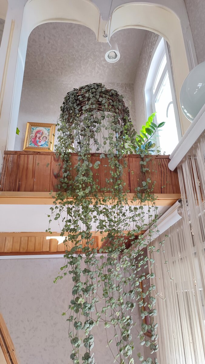 фото автора. сейчас длина плетей  3 метра