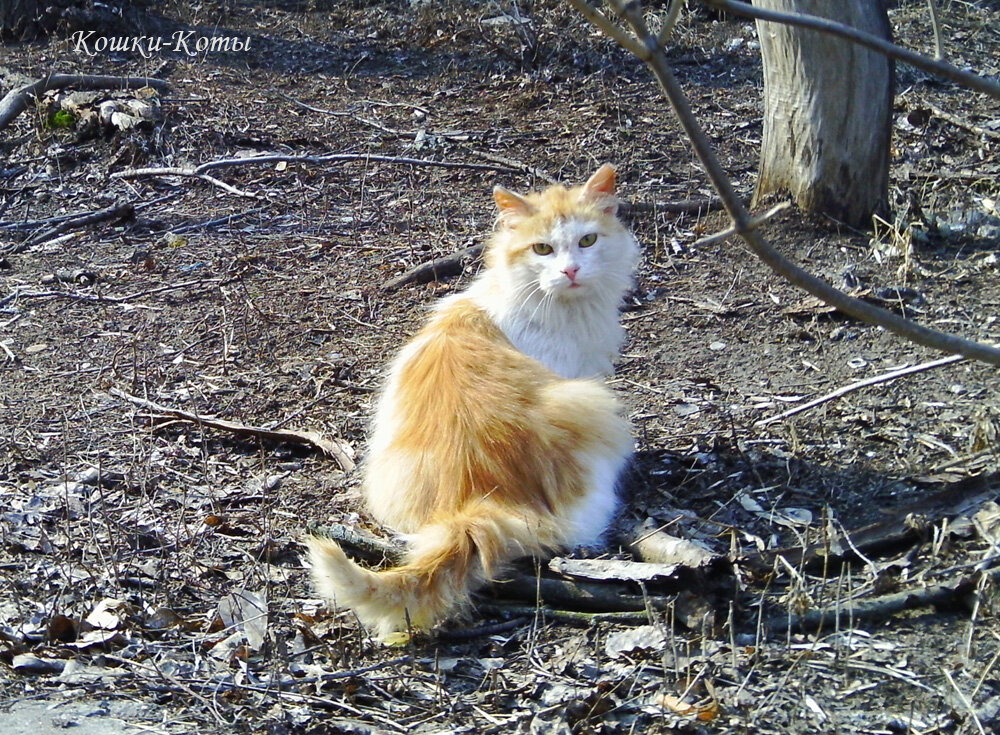 Да ну её, эту охоту | Коты-охотники