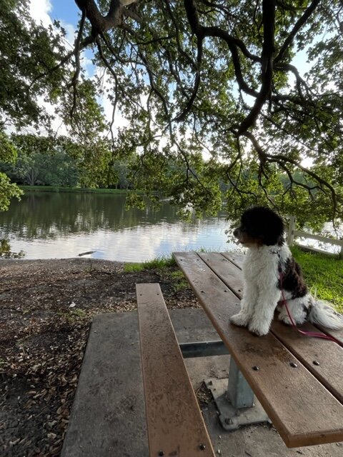 К берегу подплывает аллигатор...