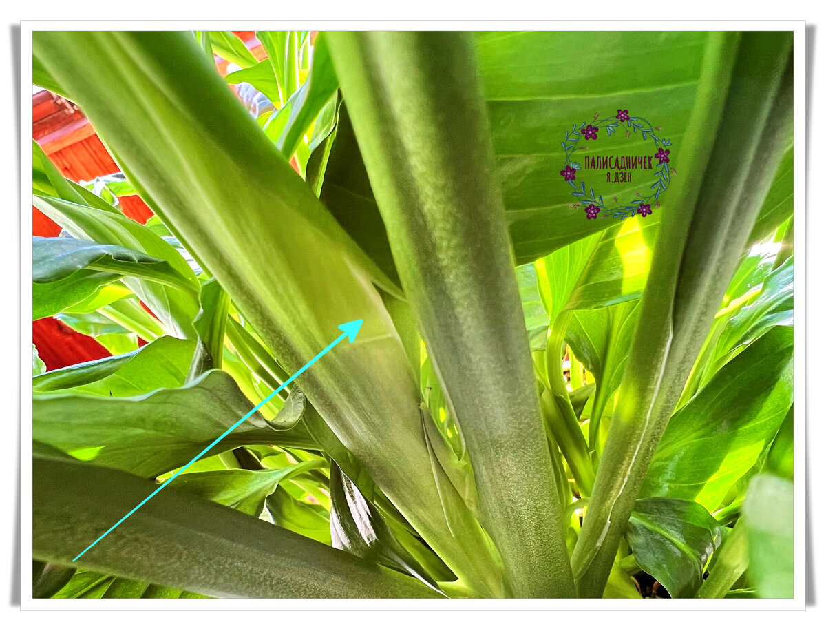 Вот и он, вот и он, долгожданный наш бутон 😂 Этот же спатифиллум две недели спустя, в середине апреля. 