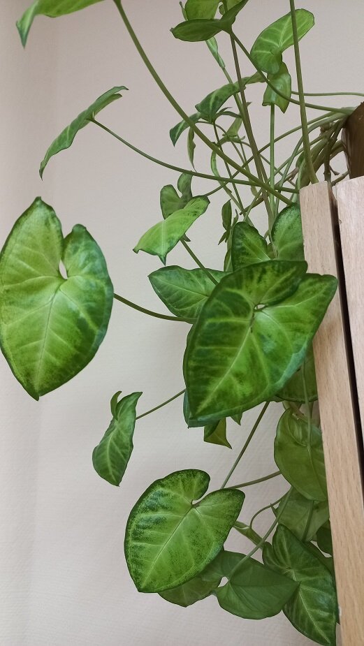 Расцветка листьев.