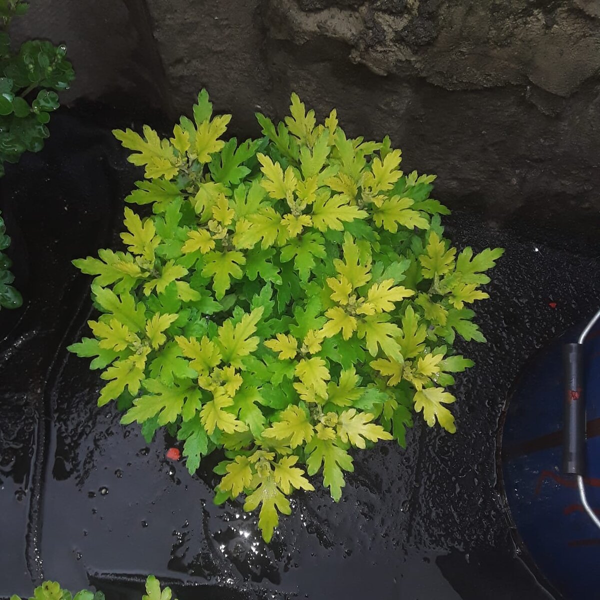 Фото подписчицы